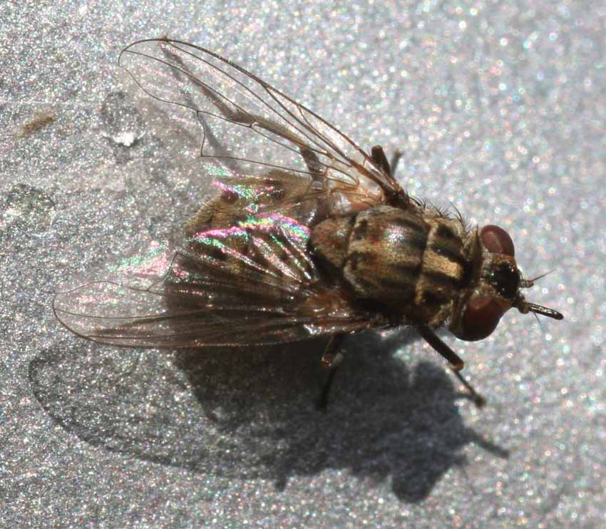 Mosca ematofaga: Somoxys calcitrans